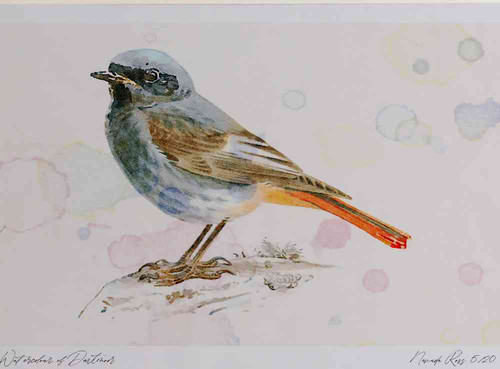 A4 black redstart male.jpg
