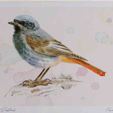 A4 black redstart male