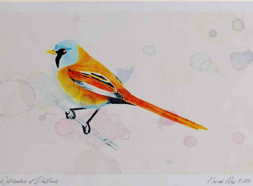 A4 bearded tit male.jpg