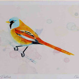 A4 bearded tit male