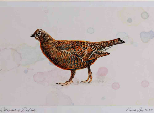 A4 black grouse female.jpg