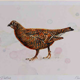 A4 black grouse female