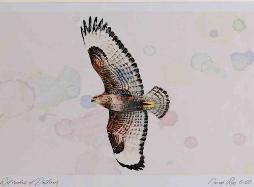 A4 buzzard inflight.jpg