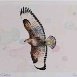 A4 buzzard inflight