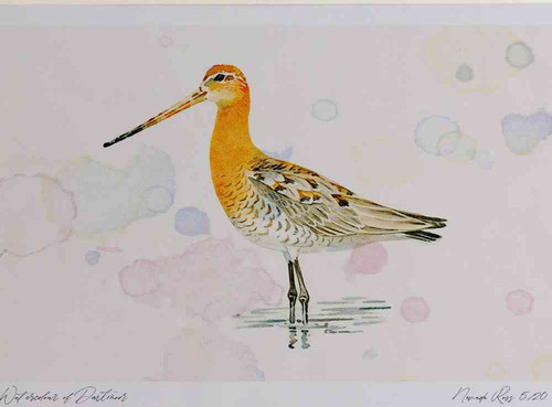 A4 black tailed godwit breeding plumage.jpg