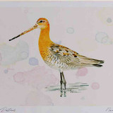 A4 black tailed godwit breeding plumage