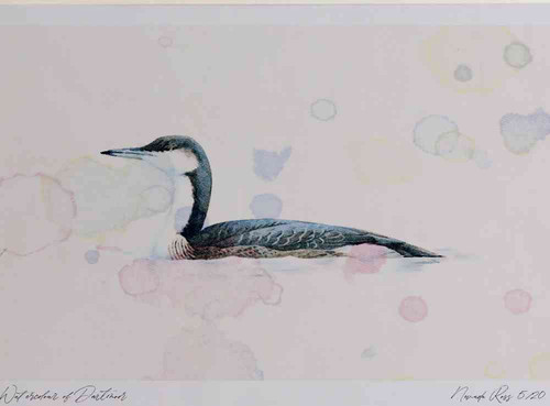 A4 black throated diver winterplumage.jpg
