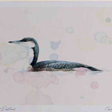 A4 black throated diver winterplumage