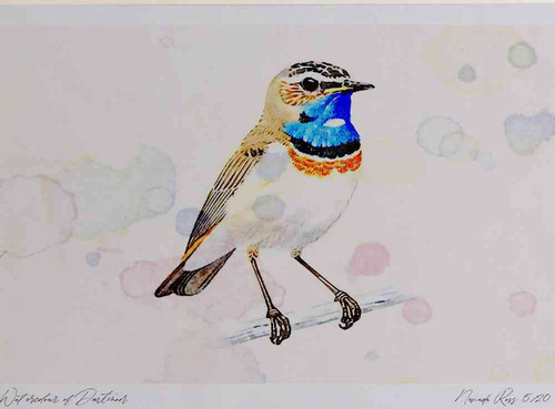 A4 bluethroat adult whitespottedform.jpg