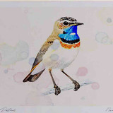 A4 bluethroat adult whitespottedform
