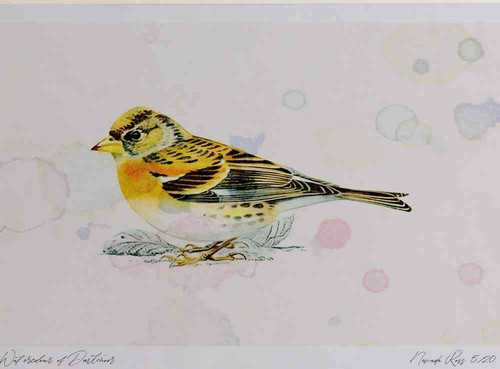 A4 brambling male winterplumage.jpg