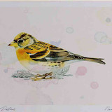 A4 brambling male winterplumage