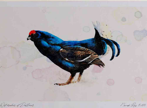 A4 black grouse male.jpg
