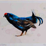 A4 black grouse male