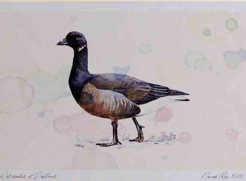 A4 brent goose darkbellied.jpg