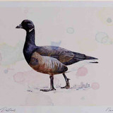 A4 brent goose darkbellied