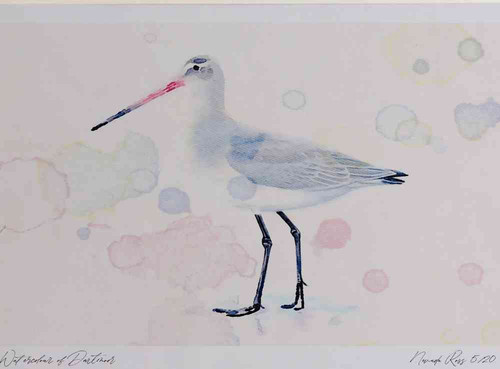 A4 black tailed godwit nonbreeding plumage.jpg