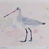 A4 black tailed godwit nonbreeding plumage