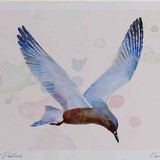 A4 black tern breeding plumage