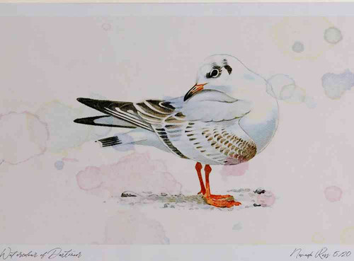 A4 black headed gull firstwinter.jpg