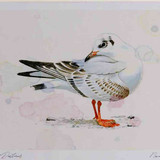 A4 black headed gull firstwinter