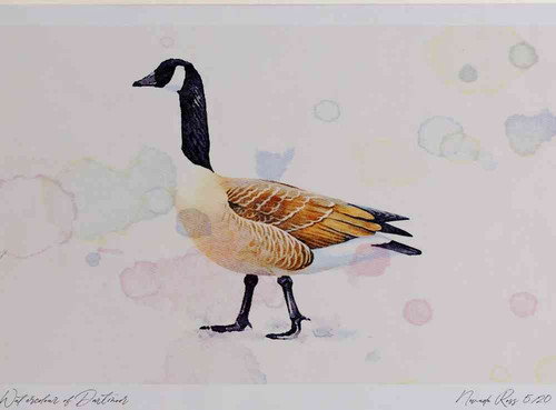 A4 canada goose.jpg