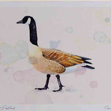 A4 canada goose