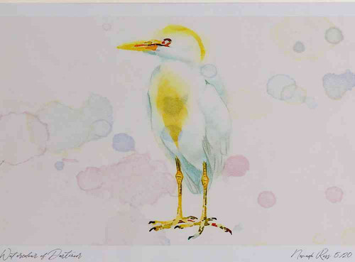 A4 cattle egret breeding plumage.jpg
