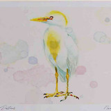 A4 cattle egret breeding plumage