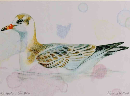 A4 black headed gull juvenile.jpg