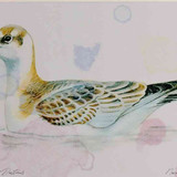 A4 black headed gull juvenile