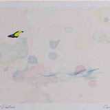 A4 bewick s swan adult