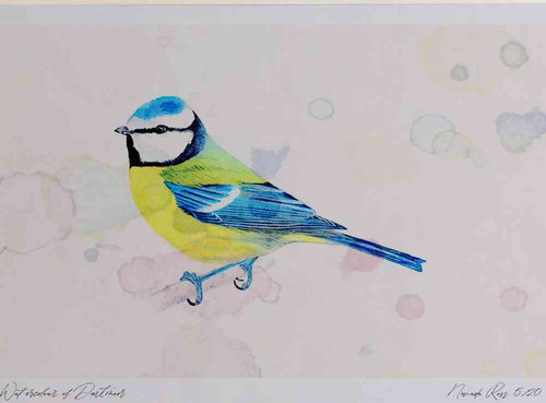 A4 blue tit adult.jpg