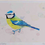 A4 blue tit adult