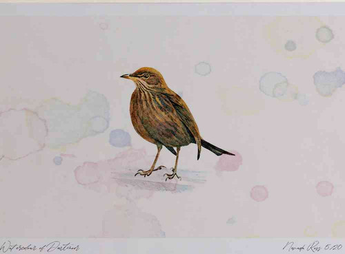 A4 blackbird female.jpg