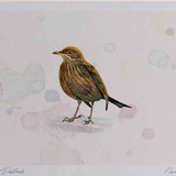 A4 blackbird female