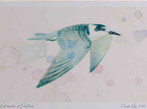 A4 black tern juvenile.jpg