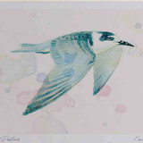 A4 black tern juvenile