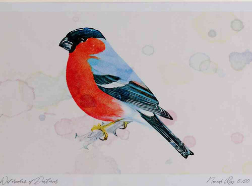 A4 bullfinch male.jpg
