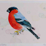 A4 bullfinch male