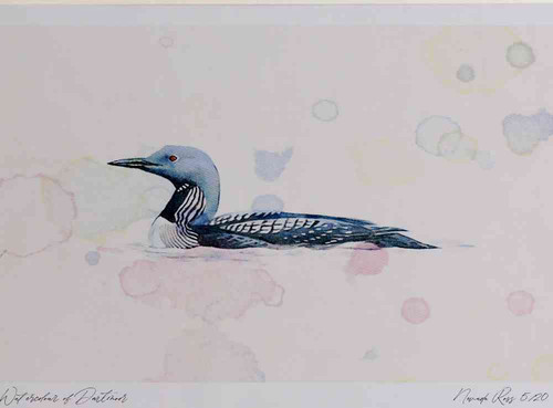 A4 black throated diver adult summerplumage.jpg