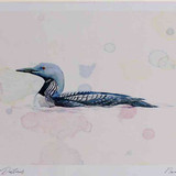 A4 black throated diver adult summerplumage