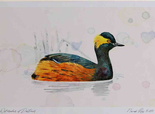 A4 black necked grebe breeding plumage.jpg