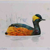 A4 black necked grebe breeding plumage