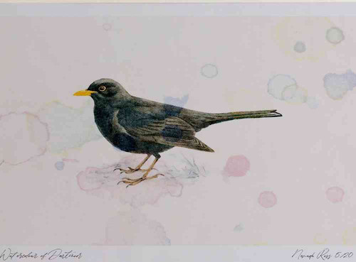 A4 blackbird male.jpg