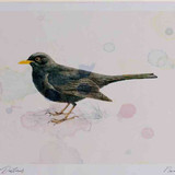 A4 blackbird male