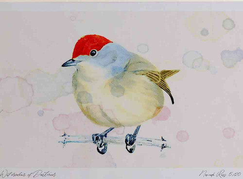 A4 blackcap female.jpg