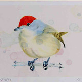 A4 blackcap female