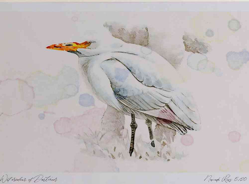 A4 cattle egret nonbreeding plumage.jpg