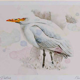 A4 cattle egret nonbreeding plumage